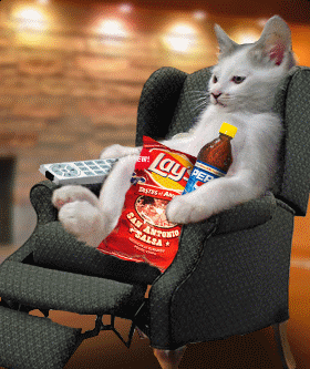 Netflix Cat
